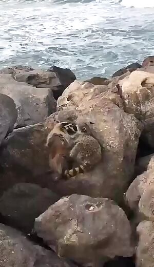 Two trashpandas having a romantic night out